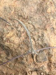 Convolvulus chilensis