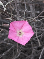 Convolvulus chilensis