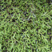 Selaginella wallacei - Photo (c) Todd Ramsden, algunos derechos reservados (CC BY-NC), subido por Todd Ramsden