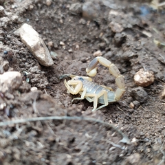 Leiurus hebraeus