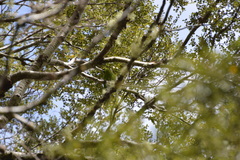 Cyanoramphus auriceps