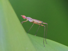 Micropeza stigmatica