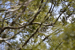 Cyanoramphus auriceps