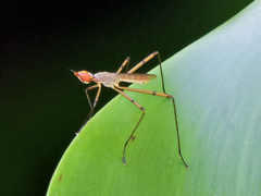 Micropeza stigmatica