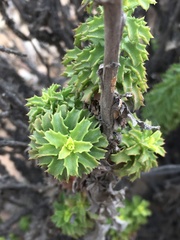 Haplopappus parvifolius