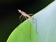 Micropeza stigmatica