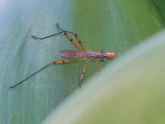 Micropeza stigmatica