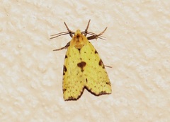 Azenia condistica