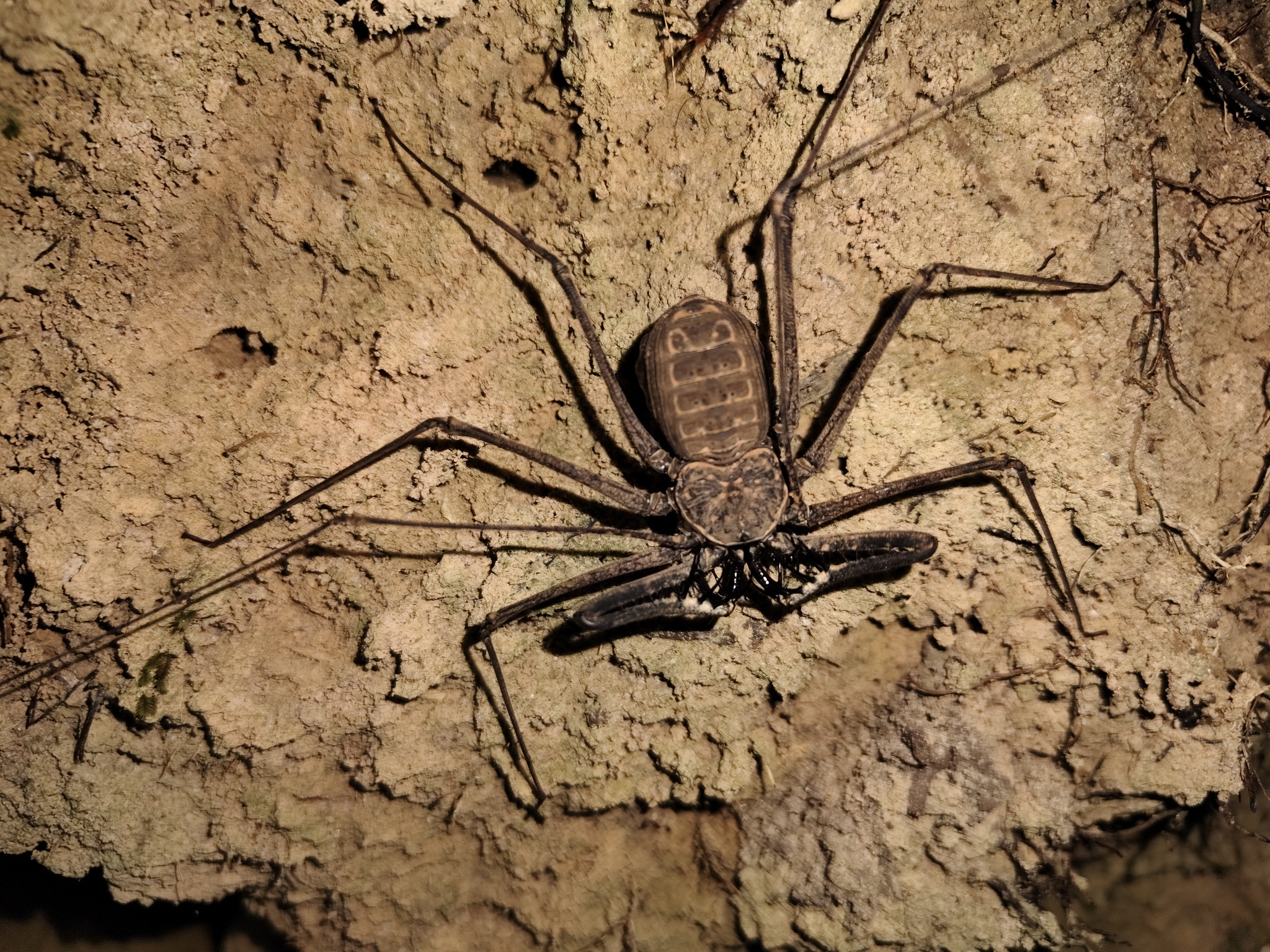 Heterophrynus batesii (Butler, 1873)
