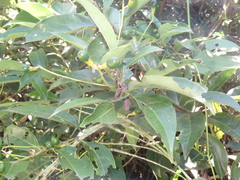 Aiouea montana