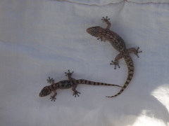 Phyllodactylus unctus