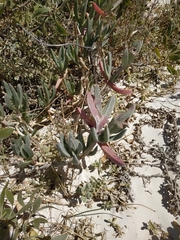 Carpobrotus virescens