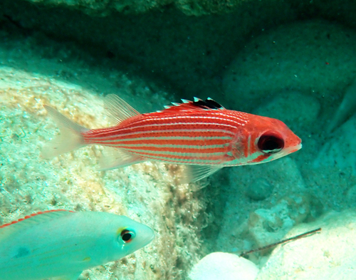 Conga tony (Sargocentron coruscum) — Holocentridae