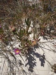Carpobrotus virescens