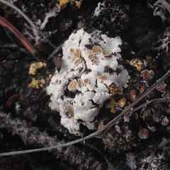 Squamarina lentigera