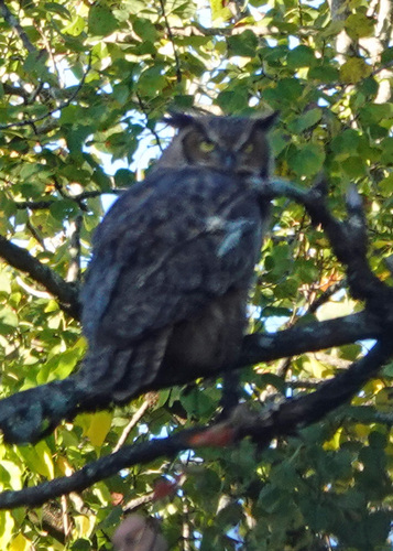 View observation of {o.common_name} on iNaturalist