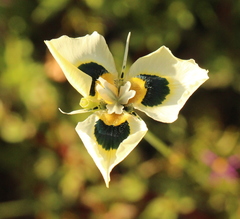 Moraea villosa