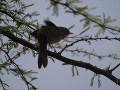 Xenospingus concolor