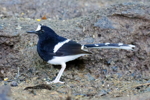 Bornean Forktail (Enicurus borneensis), photo 5