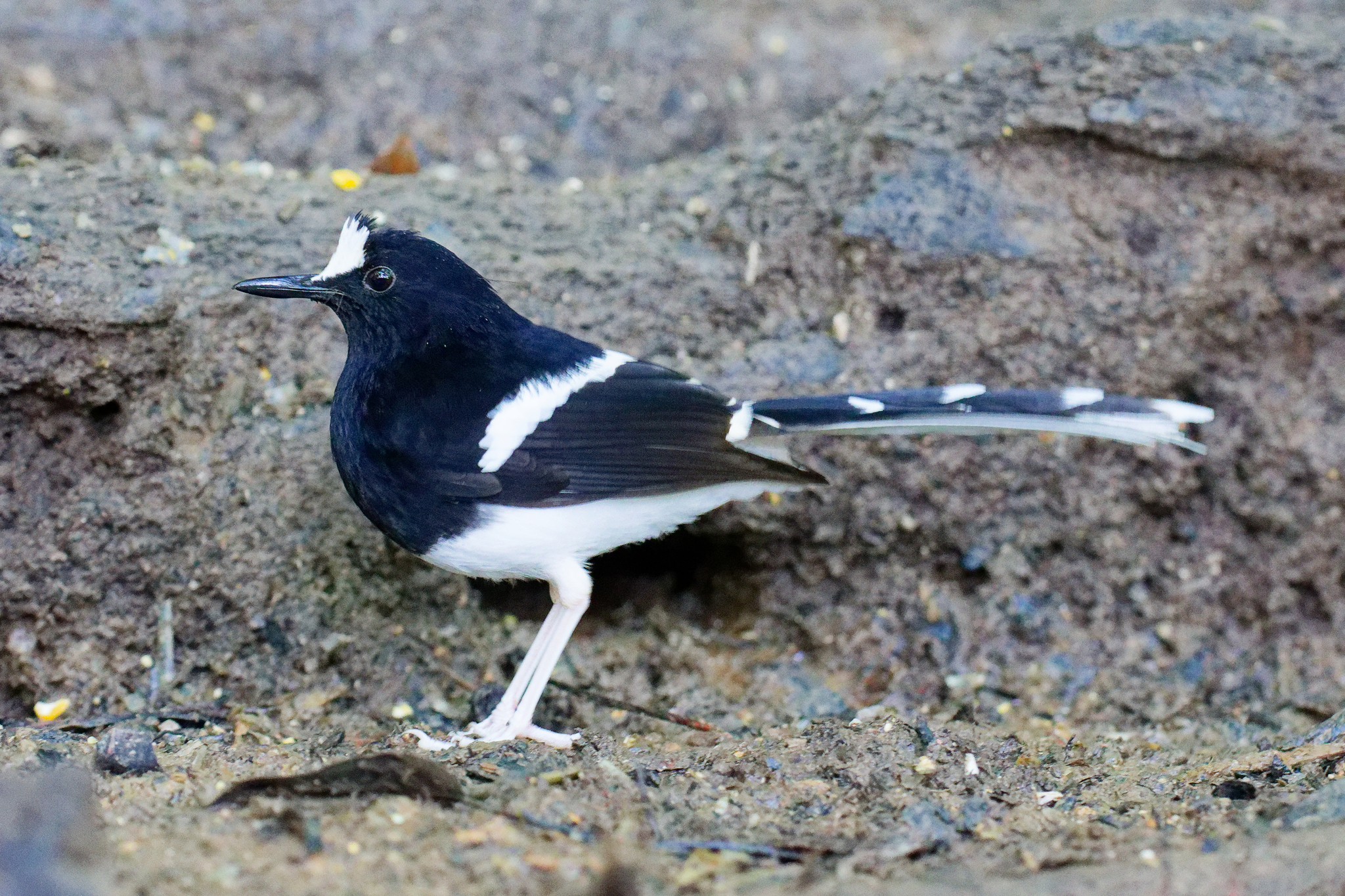 Bornean Forktail (Enicurus borneensis), photo 5