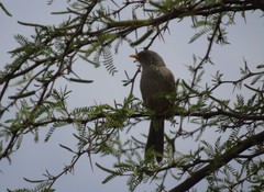 Xenospingus concolor