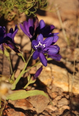 Codonorhiza elandsmontana