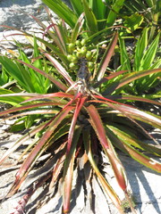 Bromelia antiacantha