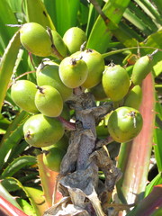 Bromelia antiacantha