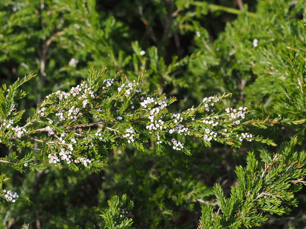 Thryptomene saxicola; photograph (c) gwynmwilliams, some rights reserved (CC BY)