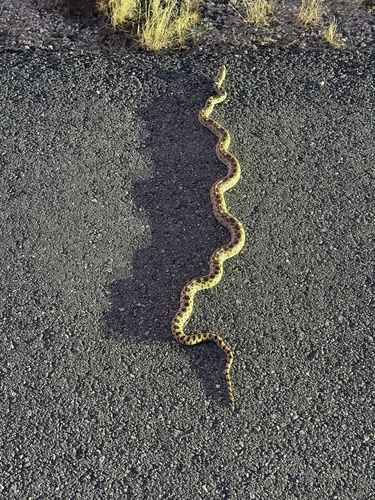 iNaturalist observation photo of Gopher Snake