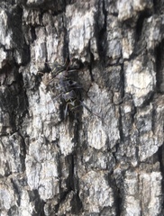 Neoclytus scutellaris