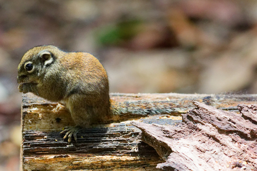 Jentink's Squirrel