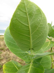 Calotropis