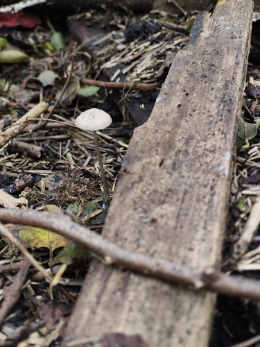 dolgobetna čeladica