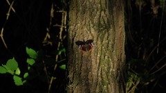 Vanessa atalanta atalanta