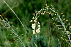 Eriospermum cooperi