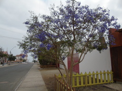 Jacarandeae