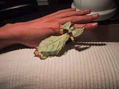 Phylliini