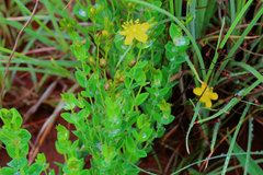 Hypericum aethiopicum
