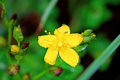 Hypericum aethiopicum
