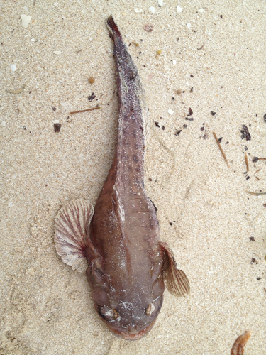 Batrachoididae