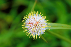 Cyperus cristatus