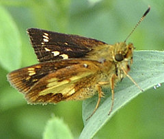 Poanes massasoit