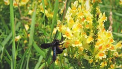 Xylocopa
