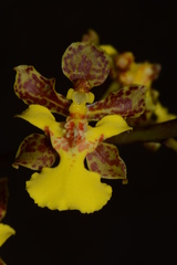 Trichocentrum pendulum