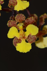 Trichocentrum pendulum