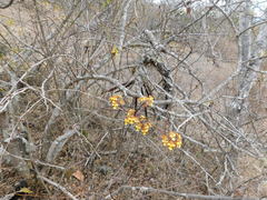 Trichocentrum pendulum