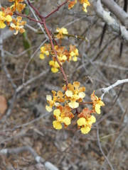 Trichocentrum pendulum