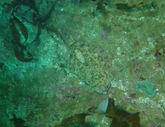 Pleuronichthys coenosus