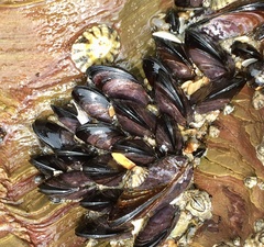 Brachidontes rodriguezii